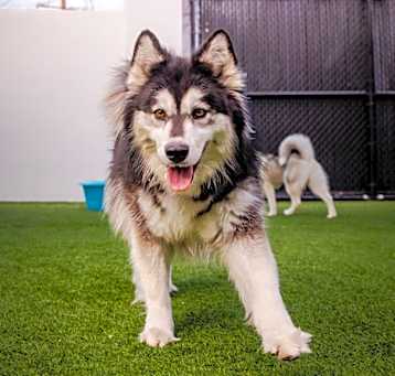 Photo of Melody A2070228