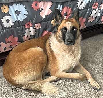 Photo of Rocky  -  *By Appointment*