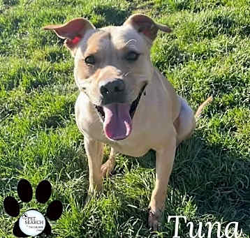Photo of TUNA