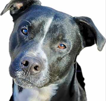 Photo of Black Jack