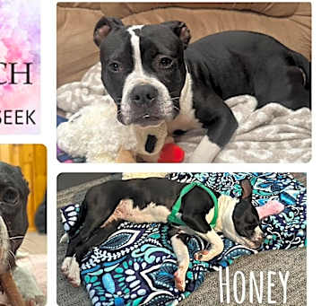 Photo of Honey