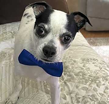 Photo of Bugsy Malone