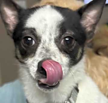 Photo of Taz