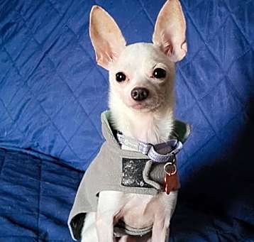 Photo of Queso