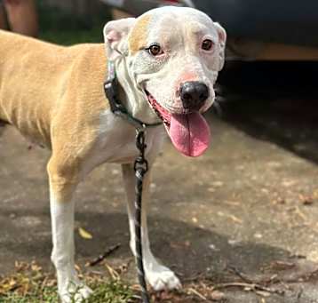 Photo of Bella Luna