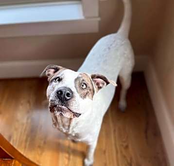 Photo of Buddy