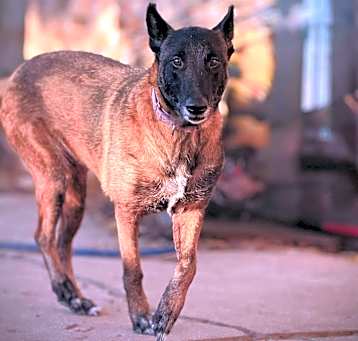 Photo of Gypsy