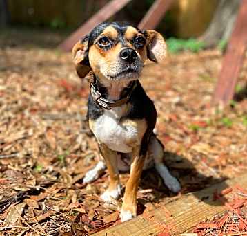 Photo of Penny