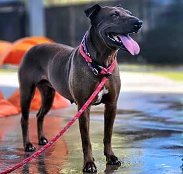 Photo of Negrita