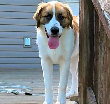 Photo of Kali