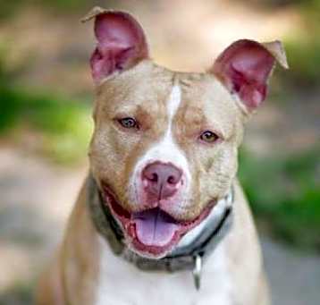 Photo of Petunia