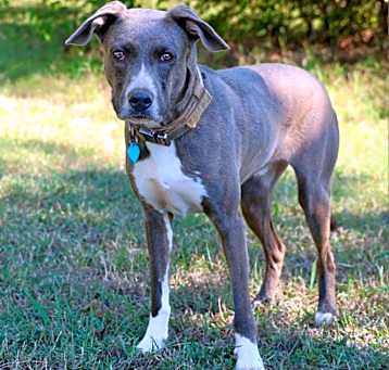 Photo of Blue