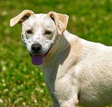 Photo of Trapper