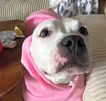 Photo of Tallulah