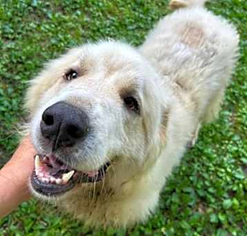 Photo of Bandit