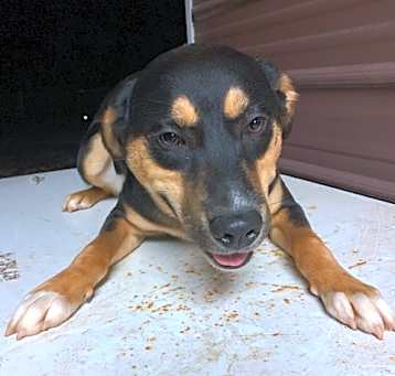Photo of Shep