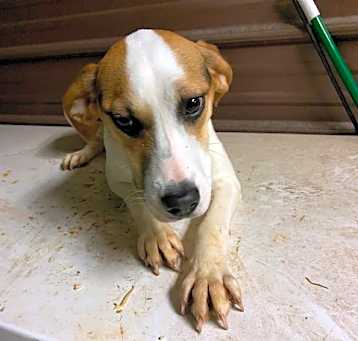 Photo of Penny