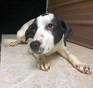 Photo of Dottie