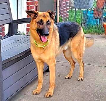 Photo of Jaeger