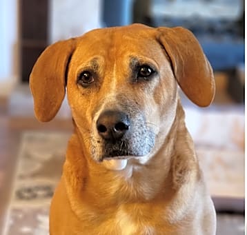 Photo of Daisy (Courtesy Post)