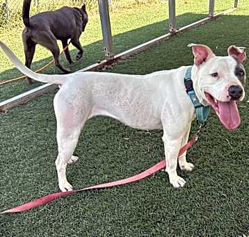 Photo of Stella