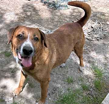 Photo of Champ
