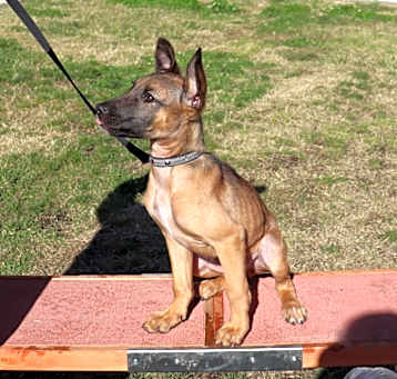 Photo of Krypto