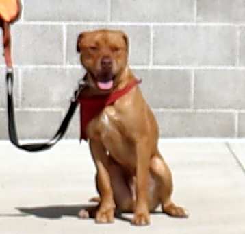 Photo of Red
