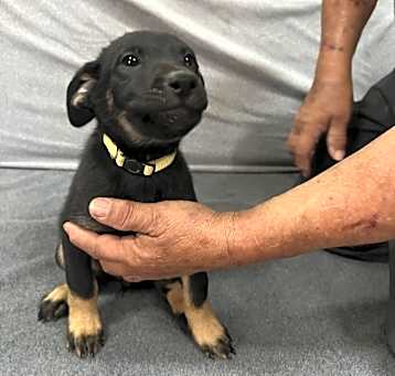 Photo of Padme