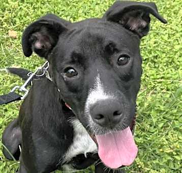 Photo of Shadow