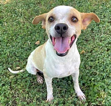 Photo of Marbles