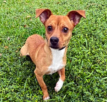 Photo of Canela
