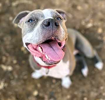 Photo of Harleigh
