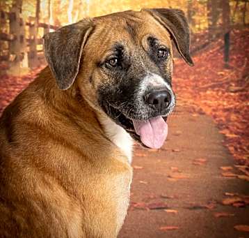 Photo of Handsome Henry