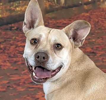 Photo of Maple