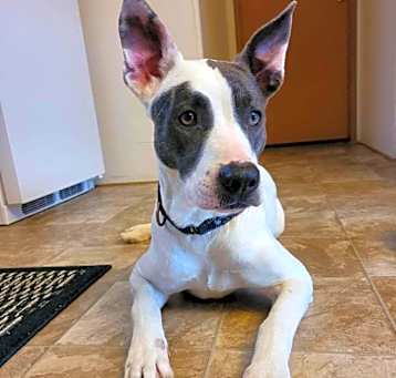 Photo of Zelda - 1758