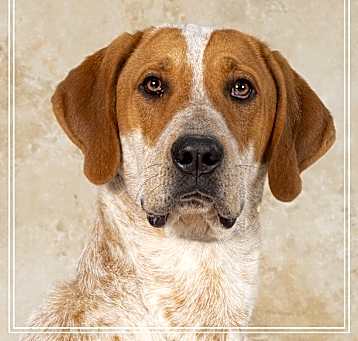 Photo of Clifford