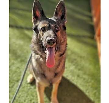 Photo of Kenobi