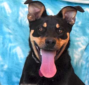 Photo of Brownie