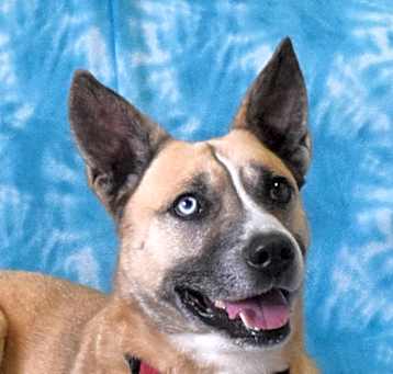 Photo of Odie