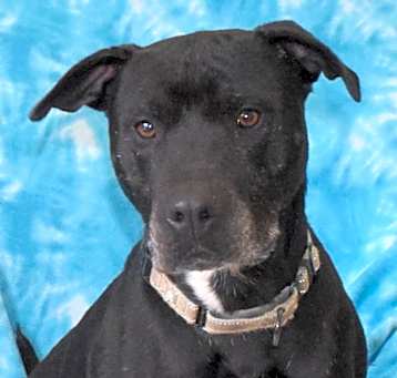 Photo of Blackjack