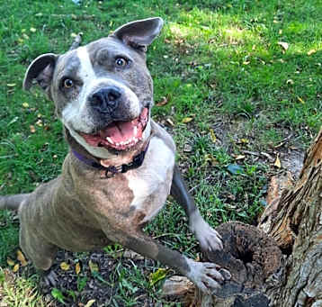 Photo of Harley