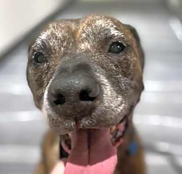 Photo of Taz