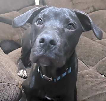 Photo of Goose