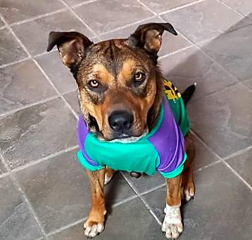 Photo of Toby
