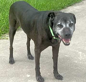 Photo of Buddy