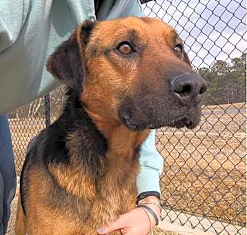 Photo of BUDDY ★ Available NOW - ADOPTION or RESCUE!