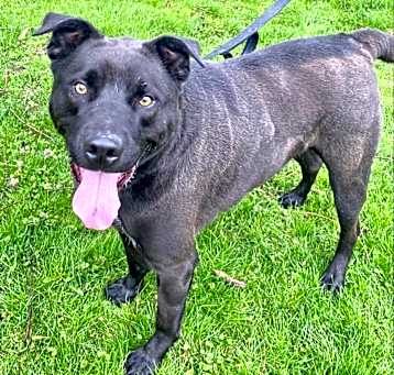 Photo of Angus