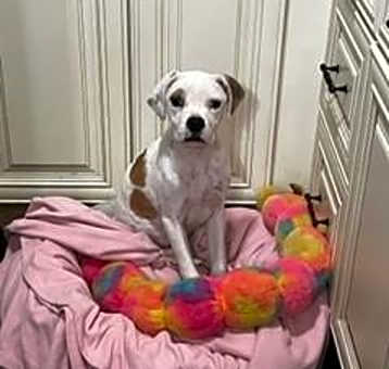 Photo of Opal