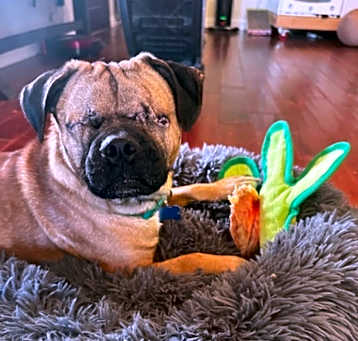Photo of Scooby